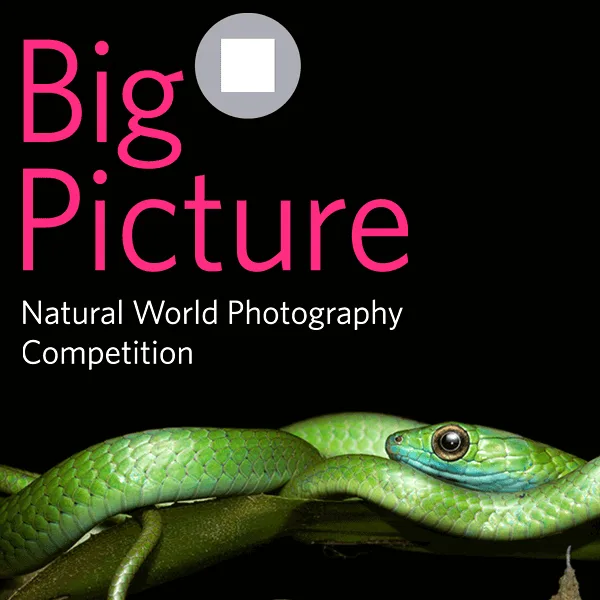 2022 BigPicture Natural World Photography Competition artwork