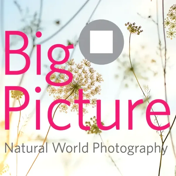 2026 BigPicture Natural World Photography Competition artwork