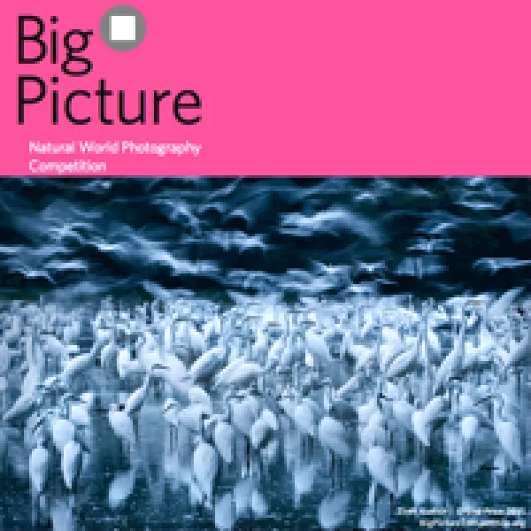 BigPicture Natural World Photography Competition artwork