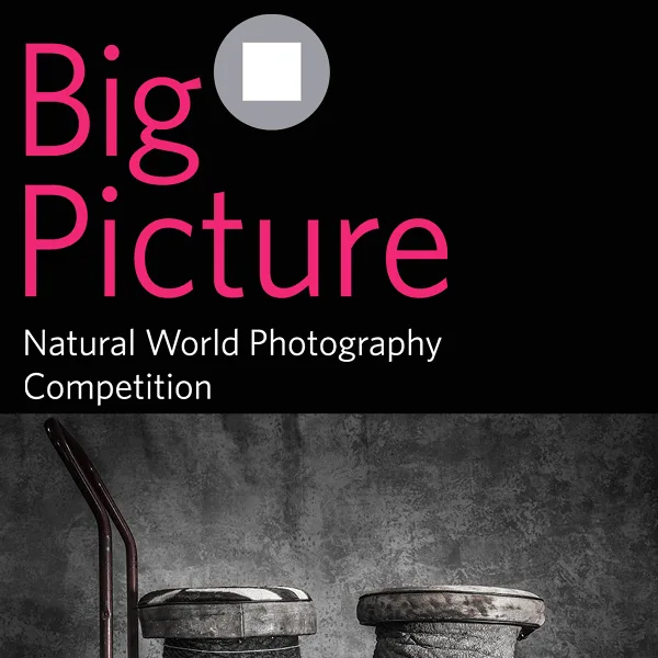 BigPicture Natural World Photography Competition 2019 artwork