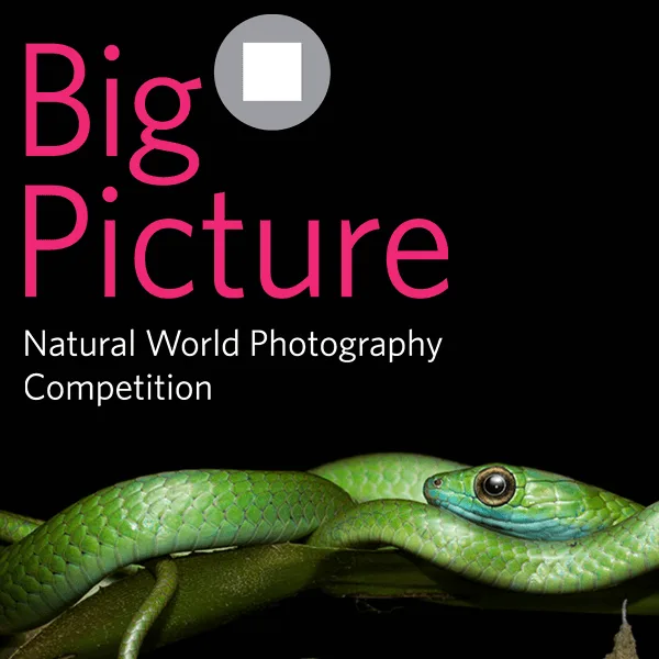 BigPicture Natural World Photography Competition 2021 artwork