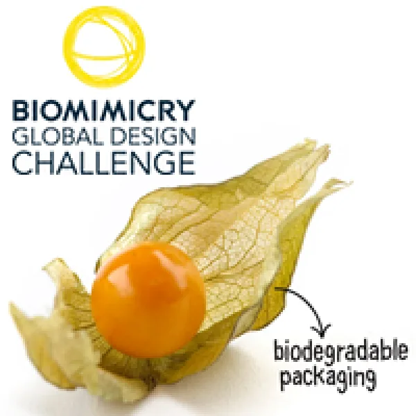 Biomimicry Global Design Challenge 2017 artwork