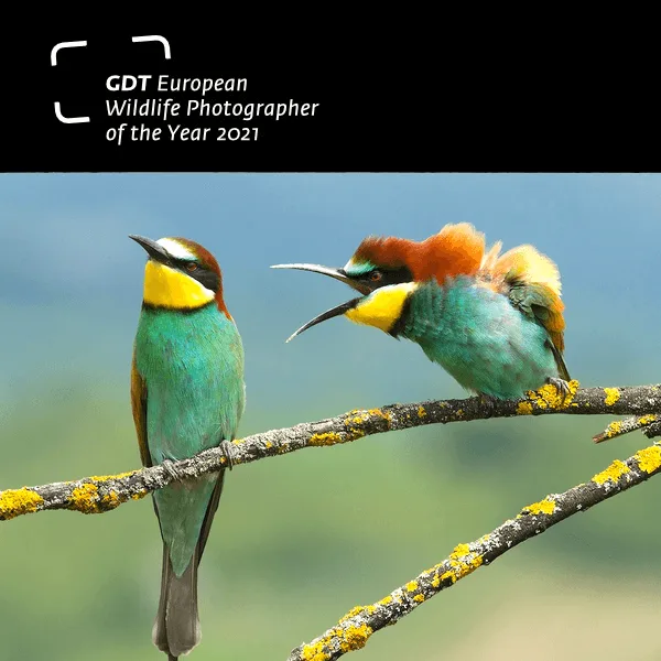 European Wildlife Photographer Of The Year 2021图片
