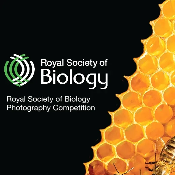Royal Society Of Biology Photography Competition 2024 artwork