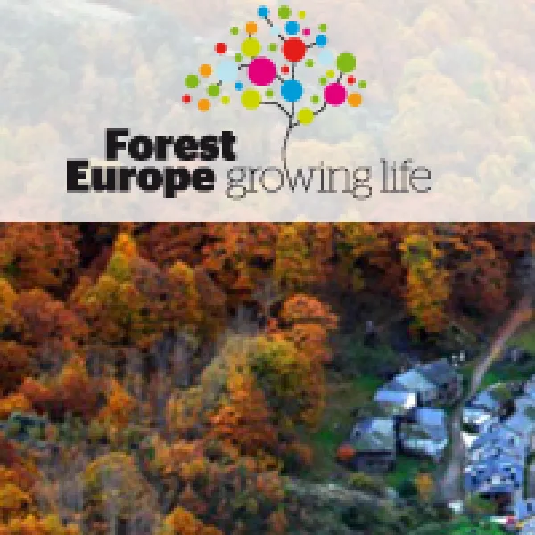 Show Off Your Forest Photography Contest artwork