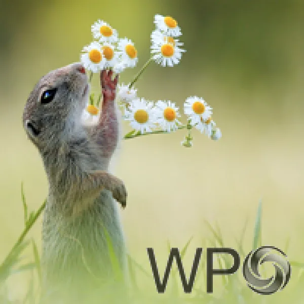 Sony World Photography Awards 2017 artwork