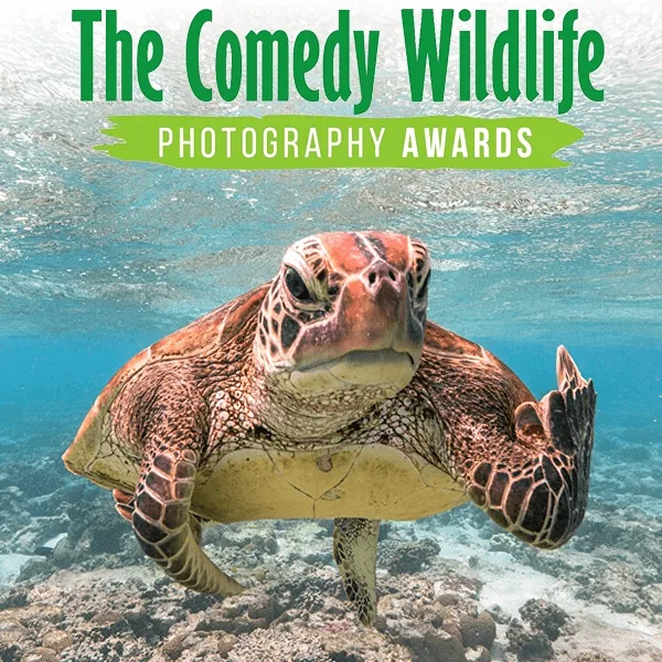 The Comedy Wildlife Photography Awards 2021 artwork