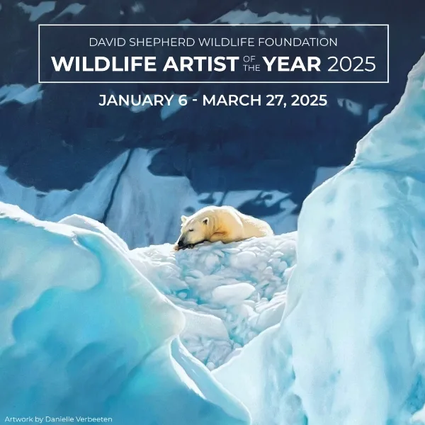 Wildlife Artist Of The Year 2025 artwork