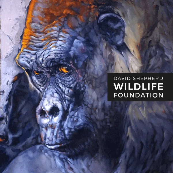 Wildlife Artist Of The Year Competition 2022 artwork
