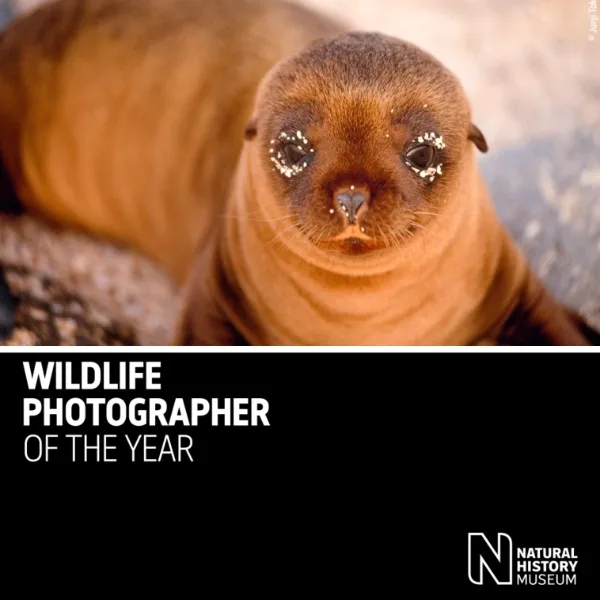Wildlife Photographer Of The Year 2024 artwork