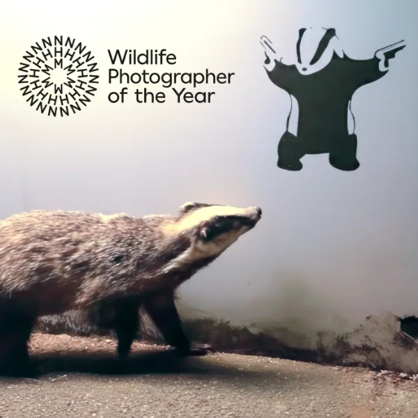 Wildlife Photographer Of The Year 62 Competition artwork