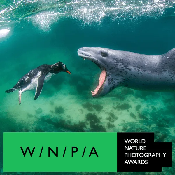 World Nature Photography Awards 2022 artwork